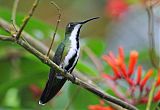 Black-throated Mango